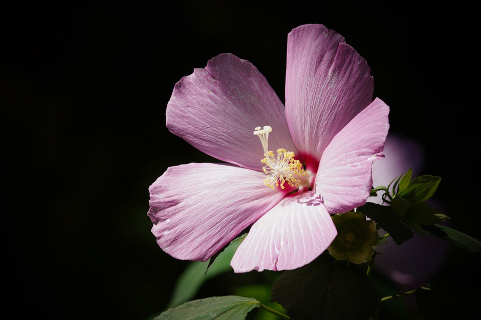 Negozio Bonsai: Semi di Ibisco (Hibiscus syriacus